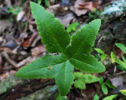 Hemionitis palmata