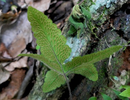 Hemionitis palmata