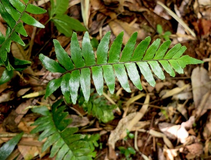 Adiantum obliquum 