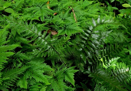 Adiantum obliquum 