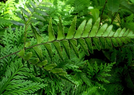 Adiantum obliquum 