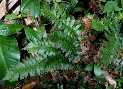 Adiantum obliquum 