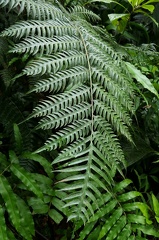 Pteris altissima