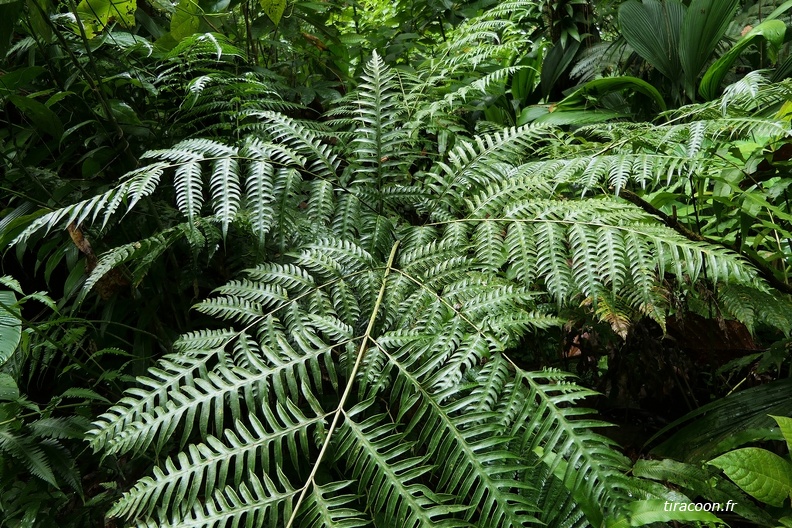 Pteris altissima