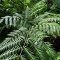 Pteris altissima