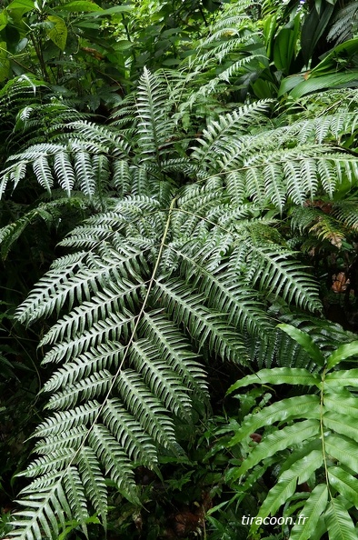 Pteris altissima