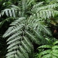 Pteris altissima