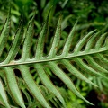 Pteris altissima