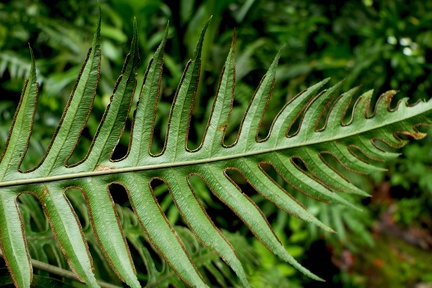 Pteris altissima