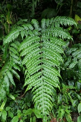 Pteris altissima