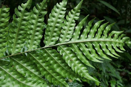 Pteris altissima