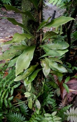 Polytaenium citrifolium