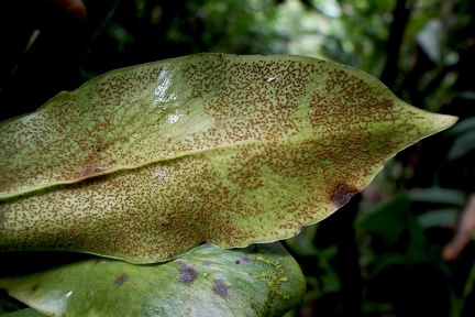Polytaenium citrifolium