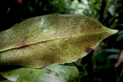 Polytaenium citrifolium