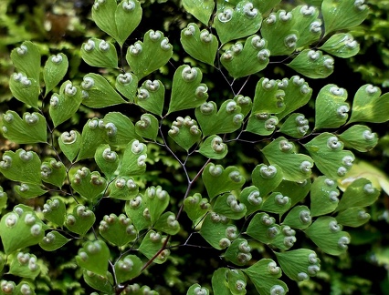 Adiantum raddianum