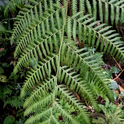 Saccolomataceae