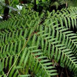 Saccolomataceae