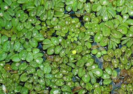 Salvinia molesta