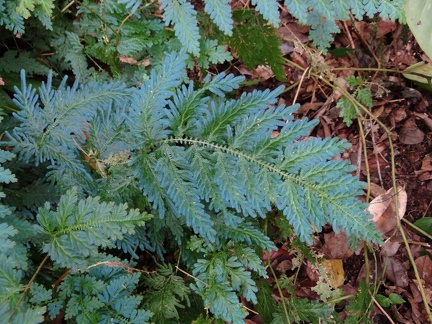 Selaginella willdenowii