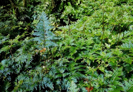 Selaginella willdenowii