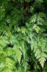 Selaginella willdenowii