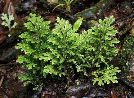 Selaginella substipitata