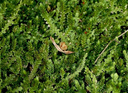 Selaginella rotundifolia 