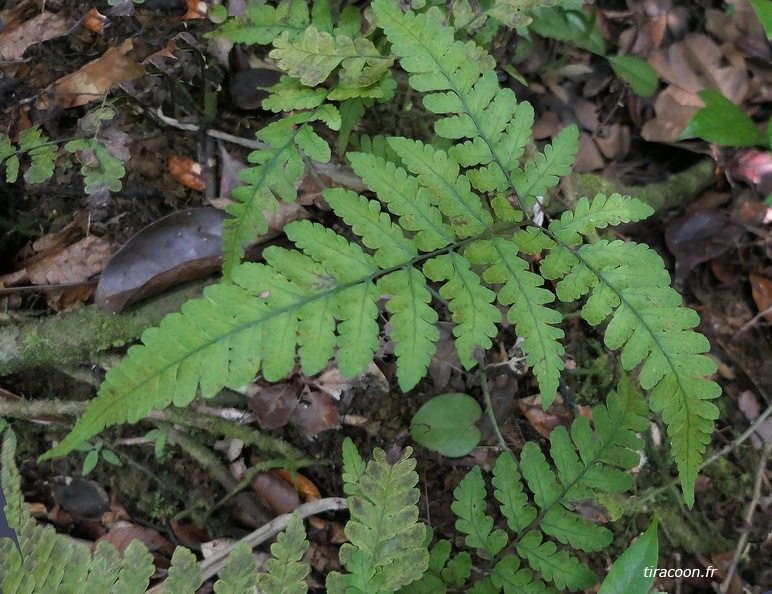 Triplophyllum funestum