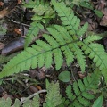 Triplophyllum funestum