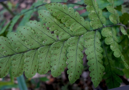 Triplophyllum funestum