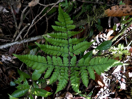 Triplophyllum funestum