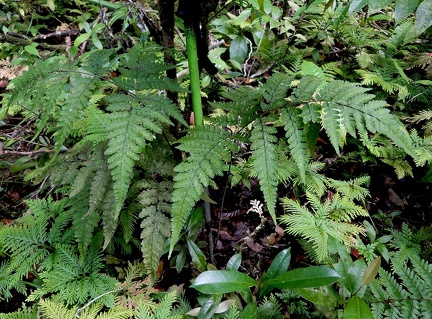 Triplophyllum funestum