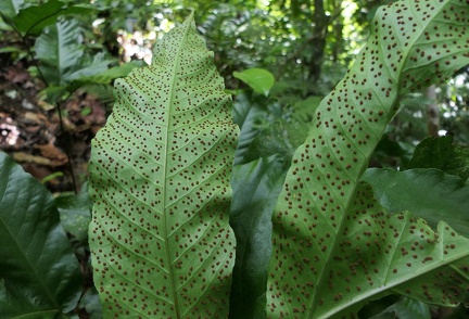 Tectaria trifoliata