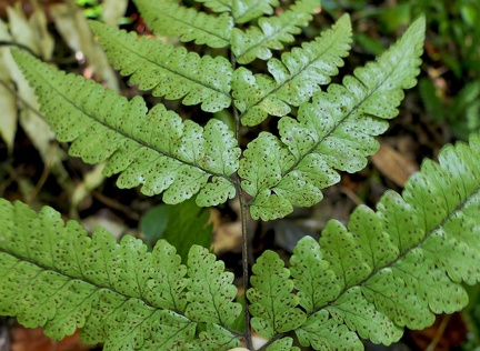 Triplophyllum funestum