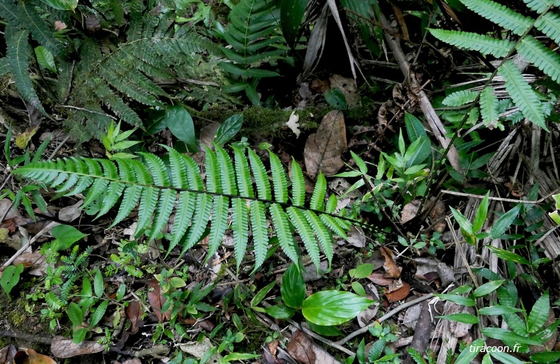 Amauropelta muscicola