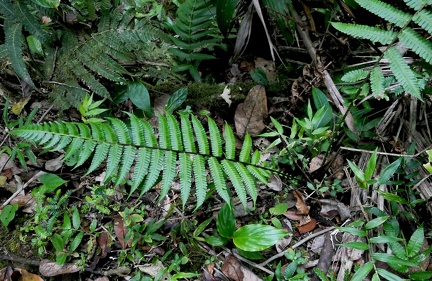 Amauropelta muscicola