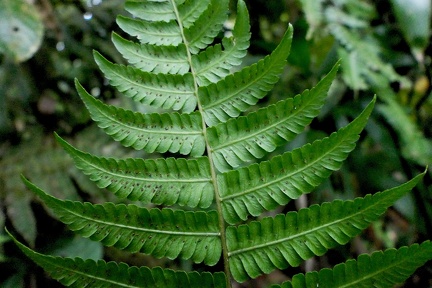 Amauropelta muscicola