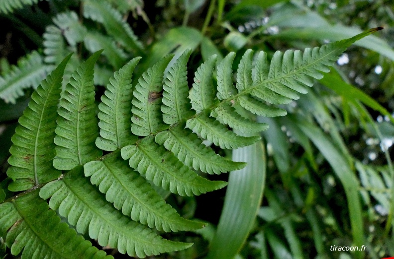 Amauropelta muscicola