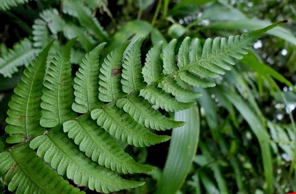 Amauropelta muscicola