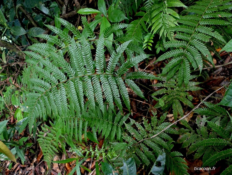 Christella dentata