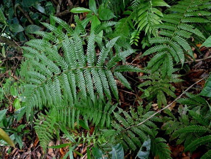 Christella dentata