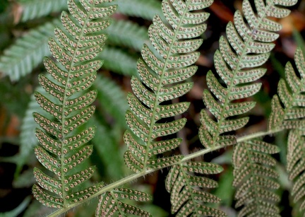 Christella dentata