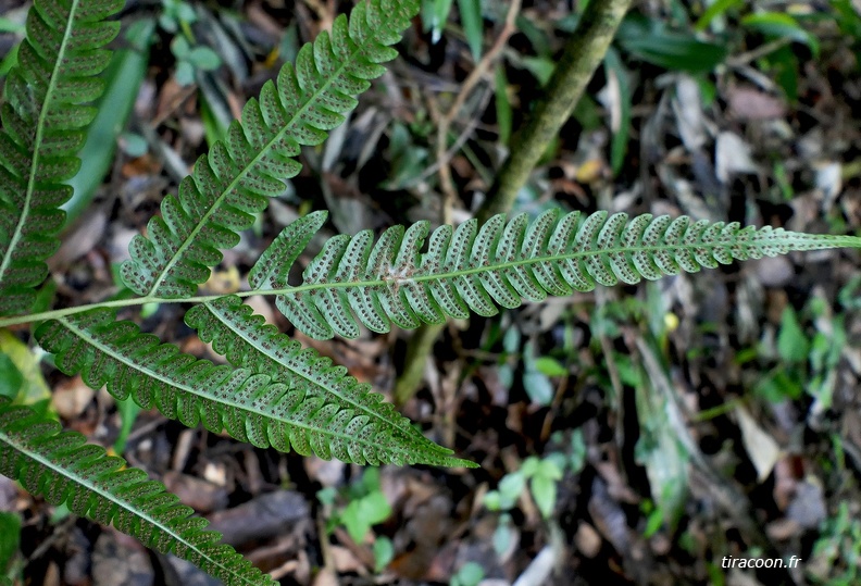 Goniopteris leptocladia