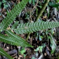 Goniopteris leptocladia