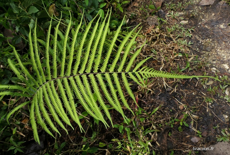 Amblovenatum opulentum 