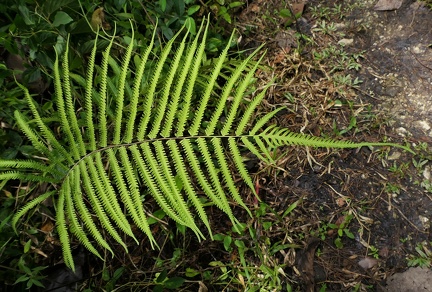 Amblovenatum opulentum 