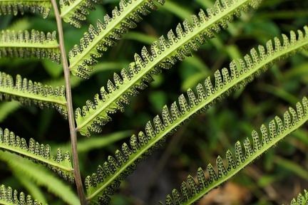 Amblovenatum opulentum 