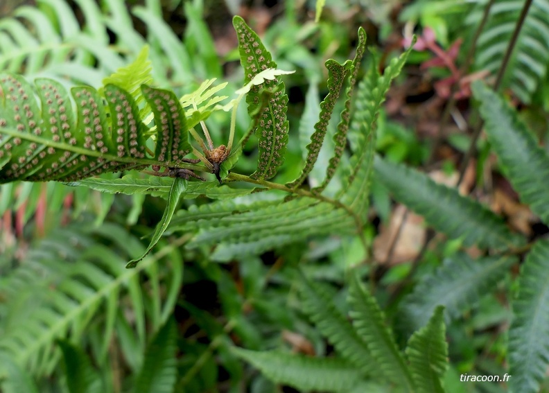 Goniopteris abrupta