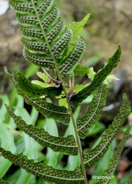 Goniopteris abrupta