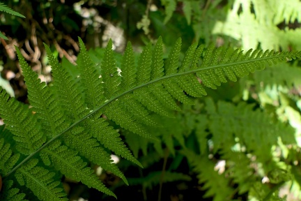 Macrothelypteris torresiana 